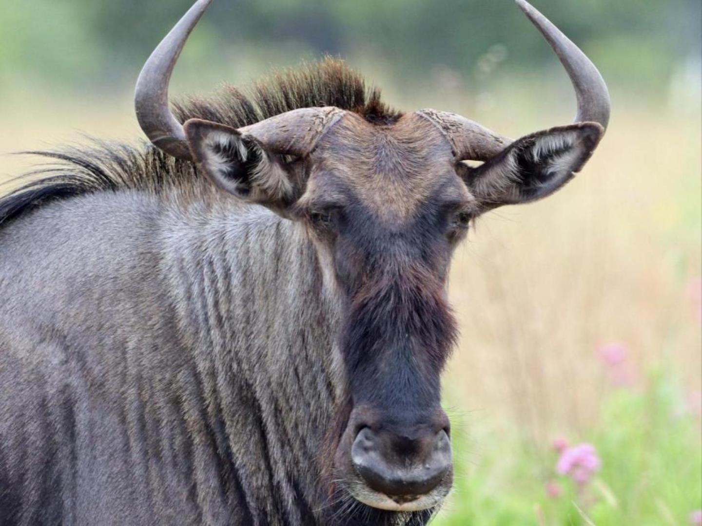 757496_BLUE_WILDEBEEST.jpg