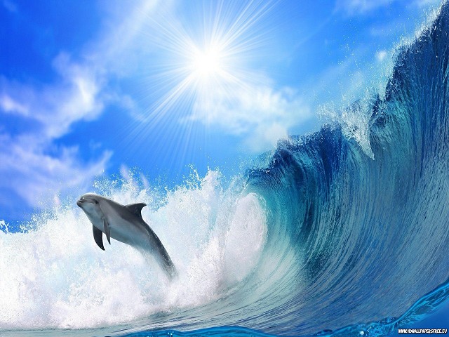 E781dolphin-jump-2560x1440.jpg